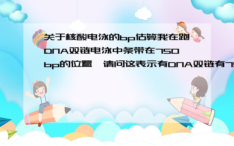 关于核酸电泳的bp估算我在跑DNA双链电泳中条带在750bp的位置,请问这表示有DNA双链有750对碱基吗,也就是说双链共有1500个碱基,是不是这么算的要乘2的,如果是单链DNA呢,就是表示共有750个碱基