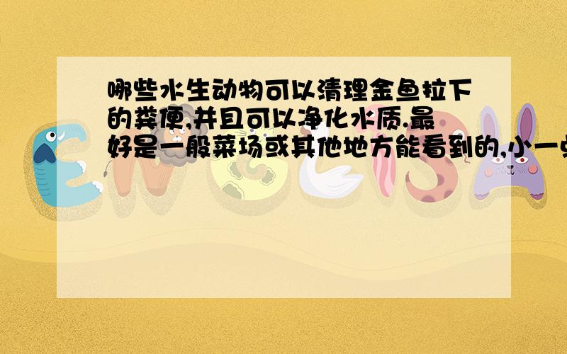 哪些水生动物可以清理金鱼拉下的粪便,并且可以净化水质.最好是一般菜场或其他地方能看到的,小一点的.