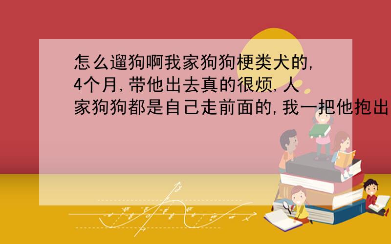 怎么遛狗啊我家狗狗梗类犬的,4个月,带他出去真的很烦,人家狗狗都是自己走前面的,我一把他抱出来他就自己跑回去,根本拉不出来,他也不会上下楼梯,好不容易带他出来他就总跟在你后面,看