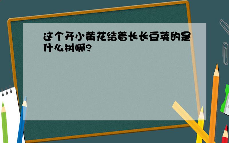 这个开小黄花结着长长豆荚的是什么树啊?