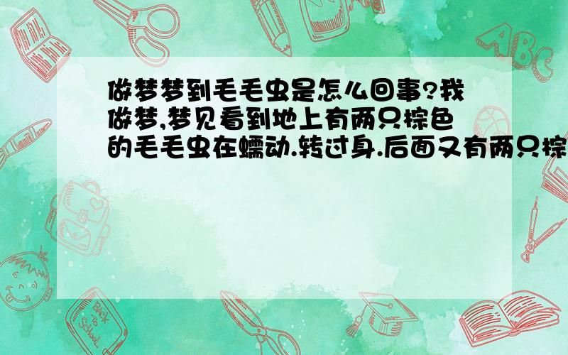 做梦梦到毛毛虫是怎么回事?我做梦,梦见看到地上有两只棕色的毛毛虫在蠕动.转过身.后面又有两只棕色的毛毛虫.再看别的地方.只要我看过的地方都有两只.再后来.我身上又有两只稍小的毛