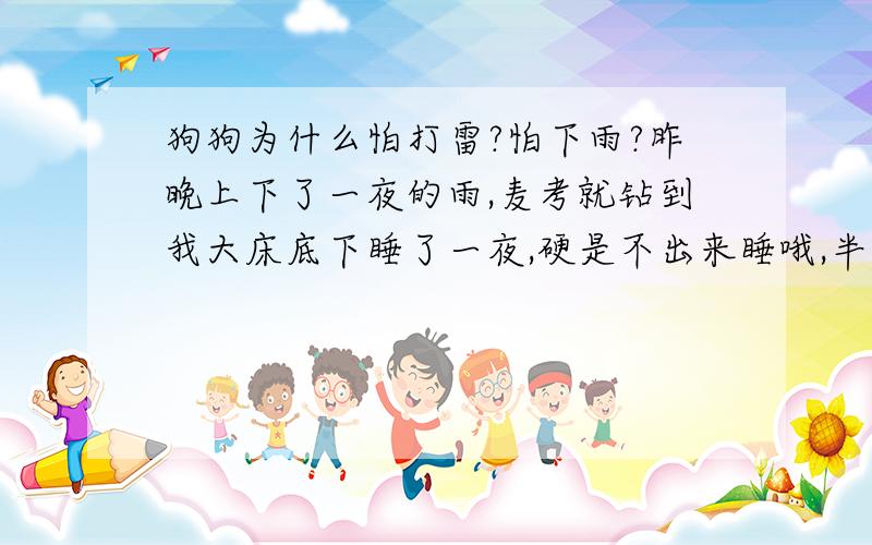 狗狗为什么怕打雷?怕下雨?昨晚上下了一夜的雨,麦考就钻到我大床底下睡了一夜,硬是不出来睡哦,半夜我没看见狗狗,就喊:麦考,麦考,喊了两声就听见床底下一阵响动,一会就从床边伸出一个小