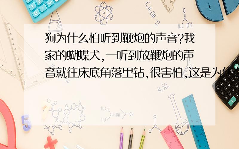 狗为什么怕听到鞭炮的声音?我家的蝴蝶犬,一听到放鞭炮的声音就往床底角落里钻,很害怕,这是为什么?