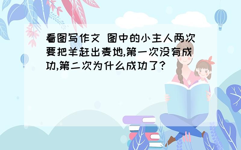 看图写作文 图中的小主人两次要把羊赶出麦地,第一次没有成功,第二次为什么成功了?