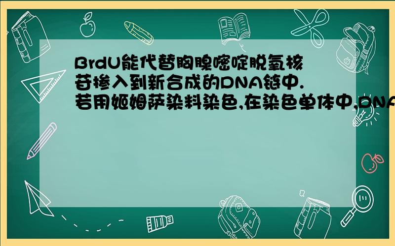 BrdU能代替胸腺嘧啶脱氧核苷掺入到新合成的DNA链中.若用姬姆萨染料染色,在染色单体中,DNA只有一条单链掺有BrdU则着色深；DNA的两条单链都掺有BrdU则着色浅.将植物根尖分生组织放在含有BrdU