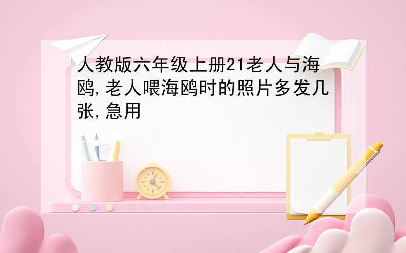 人教版六年级上册21老人与海鸥,老人喂海鸥时的照片多发几张,急用