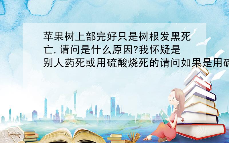 苹果树上部完好只是树根发黑死亡,请问是什么原因?我怀疑是别人药死或用硫酸烧死的请问如果是用硫酸烧死的有啥症状?