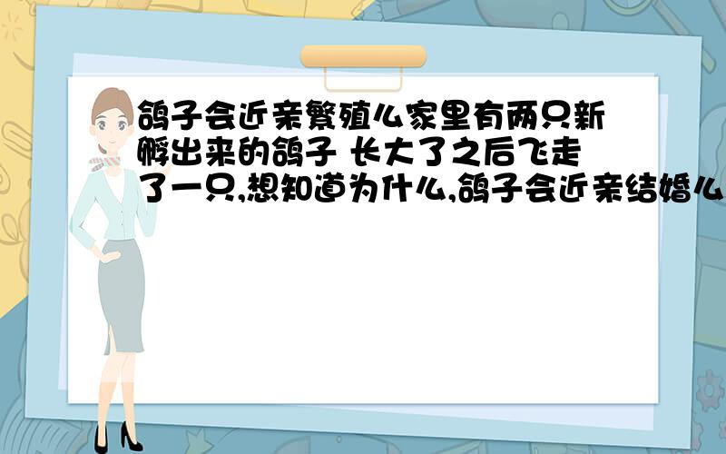 鸽子会近亲繁殖么家里有两只新孵出来的鸽子 长大了之后飞走了一只,想知道为什么,鸽子会近亲结婚么,一只飞走了会换回来一只么