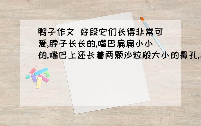 鸭子作文 好段它们长得非常可爱,脖子长长的,嘴巴扁扁小小的,嘴巴上还长着两颗沙粒般大小的鼻孔,肚子的下方长着一双橘红色的小脚蹼,身上的羽毛毛茸茸的是浅黄的,摸起来舒服极了,柔软