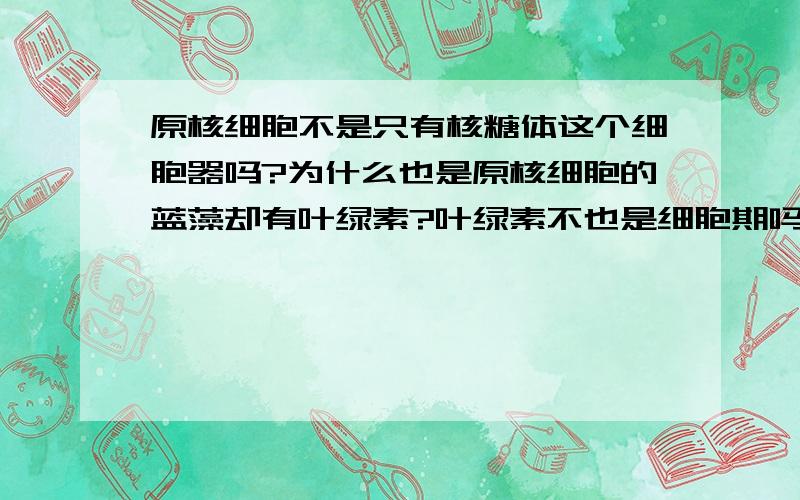 原核细胞不是只有核糖体这个细胞器吗?为什么也是原核细胞的蓝藻却有叶绿素?叶绿素不也是细胞期吗?上面打错了 不是叶绿素 是叶绿体