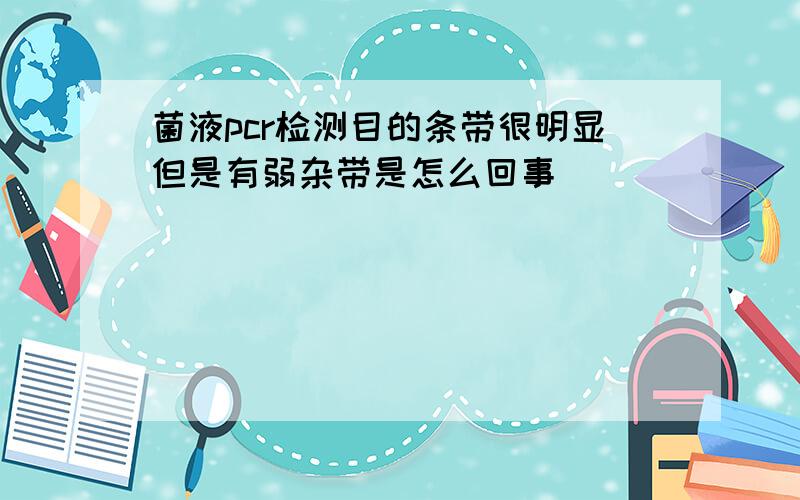 菌液pcr检测目的条带很明显但是有弱杂带是怎么回事