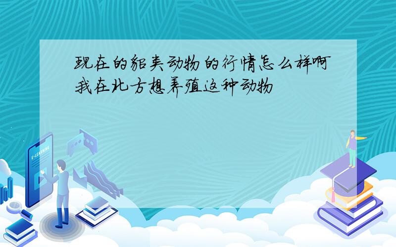 现在的貂类动物的行情怎么样啊我在北方想养殖这种动物