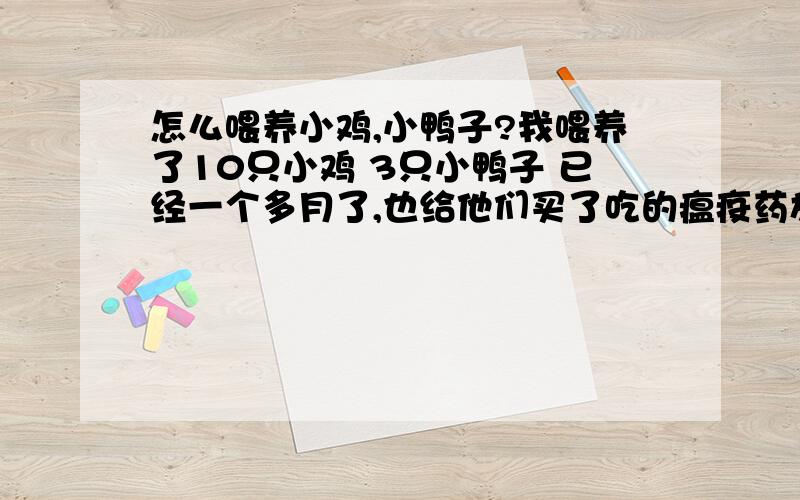 怎么喂养小鸡,小鸭子?我喂养了10只小鸡 3只小鸭子 已经一个多月了,也给他们买了吃的瘟疫药放在食里吃了,像夏天的话要怎么养呢 我是把他们放在楼顶上,我怕夏天会晒死他们?该怎么办呢 还