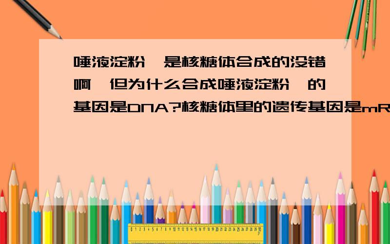 唾液淀粉酶是核糖体合成的没错啊,但为什么合成唾液淀粉酶的基因是DNA?核糖体里的遗传基因是mRNA