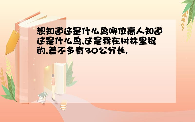 想知道这是什么鸟哪位高人知道这是什么鸟,这是我在树林里捉的,差不多有30公分长.