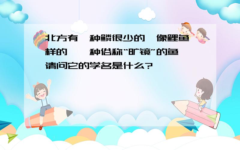 北方有一种鳞很少的,像鲤鱼一样的,一种俗称“旷镜”的鱼,请问它的学名是什么?