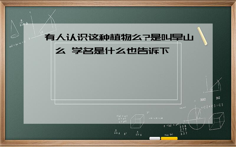 有人认识这种植物么?是叫旱山芪么 学名是什么也告诉下