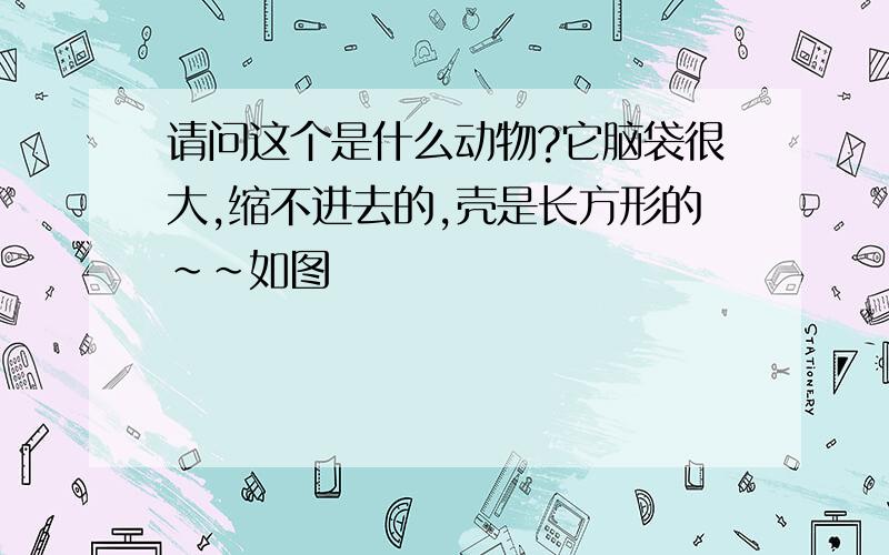 请问这个是什么动物?它脑袋很大,缩不进去的,壳是长方形的~~如图