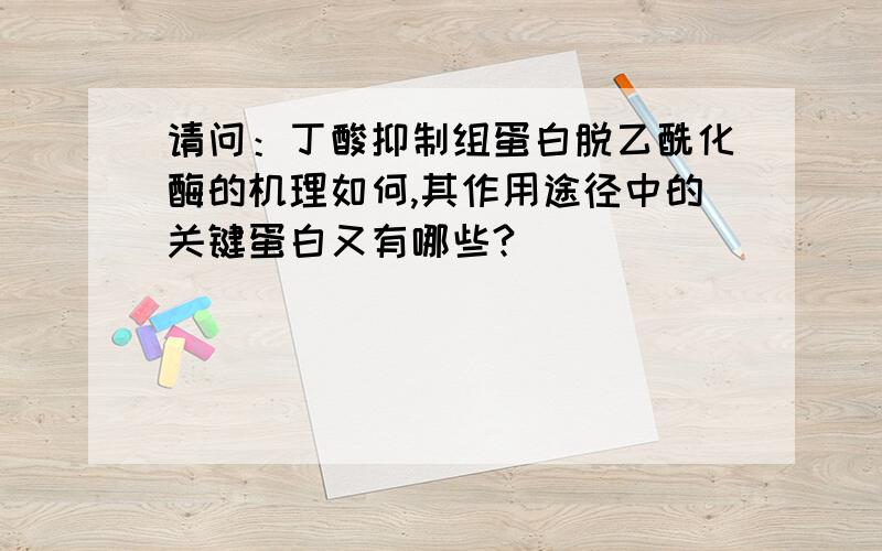 请问：丁酸抑制组蛋白脱乙酰化酶的机理如何,其作用途径中的关键蛋白又有哪些?