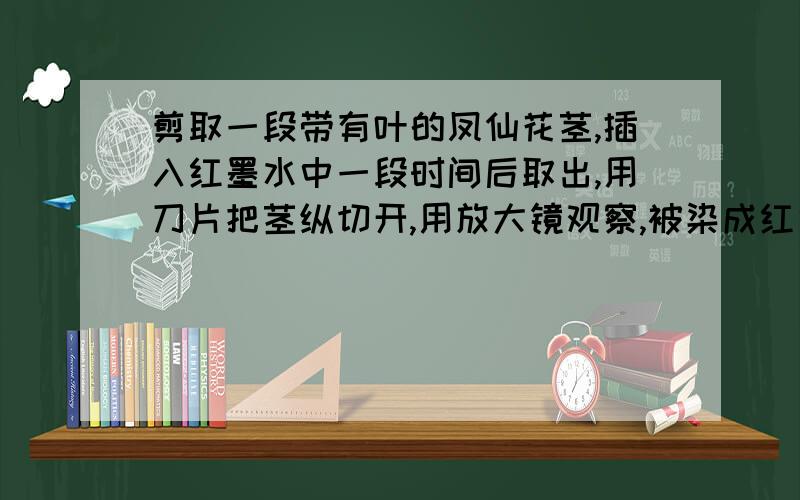 剪取一段带有叶的凤仙花茎,插入红墨水中一段时间后取出,用刀片把茎纵切开,用放大镜观察,被染成红色的是A.导管 B.筛管 C.形成层 D.表皮