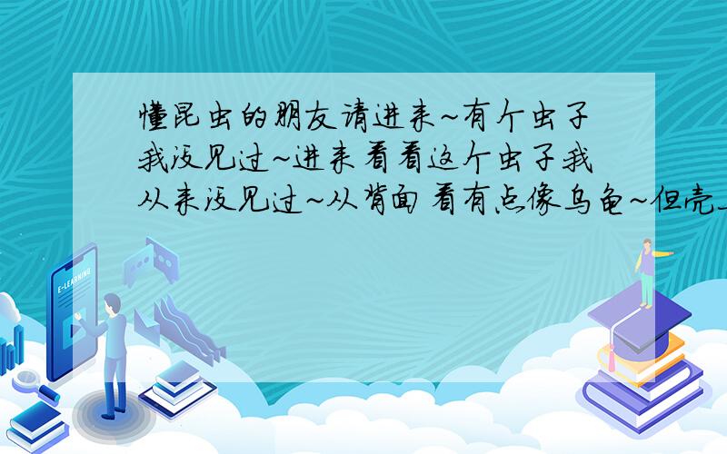 懂昆虫的朋友请进来~有个虫子我没见过~进来看看这个虫子我从来没见过~从背面看有点像乌龟~但壳上的四个点儿不是它的脚~它会装死~我问过我爸妈和我的朋友们他们说都没见过~我见蛮漂亮