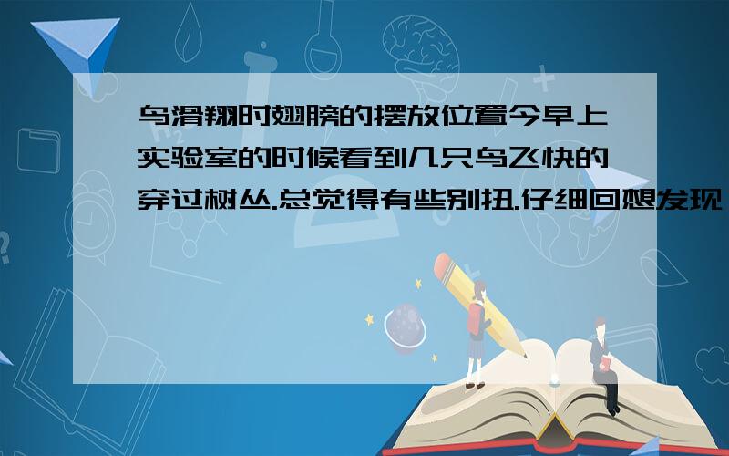 鸟滑翔时翅膀的摆放位置今早上实验室的时候看到几只鸟飞快的穿过树丛.总觉得有些别扭.仔细回想发现：那鸟飞行的时候,翅膀扇一会,然后就收起来,整个身子呈现梭型滑翔一段距离.周而复