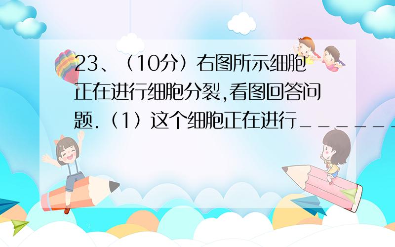 23、（10分）右图所示细胞正在进行细胞分裂,看图回答问题.（1）这个细胞正在进行__________分裂,判断的理由是_________________________.（2）细胞中有_______对同源染色体,___________________是非同源染