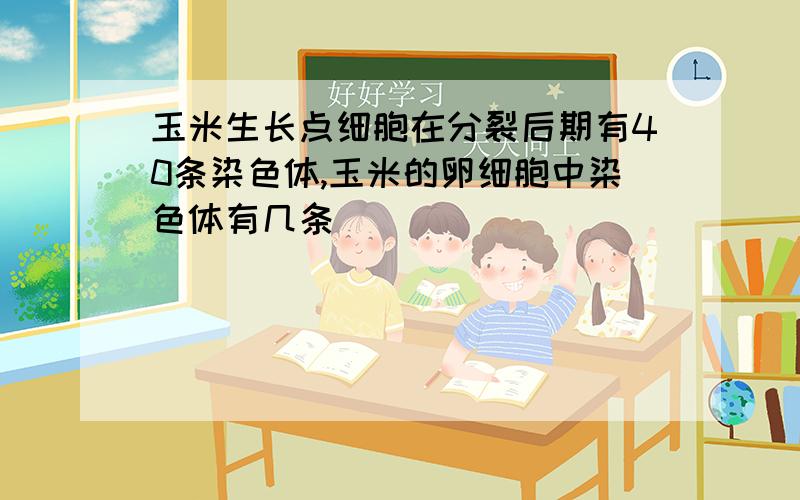 玉米生长点细胞在分裂后期有40条染色体,玉米的卵细胞中染色体有几条