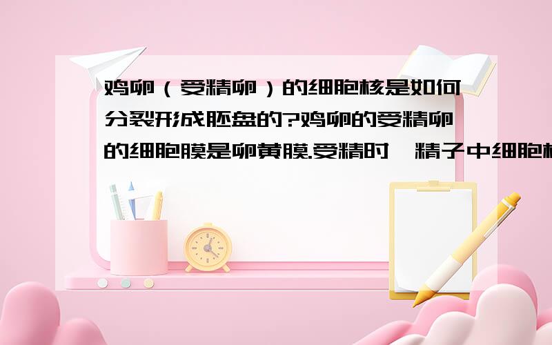 鸡卵（受精卵）的细胞核是如何分裂形成胚盘的?鸡卵的受精卵的细胞膜是卵黄膜.受精时,精子中细胞核核卵细胞核两核并一核.而胚盘由多细胞构成.那么,在发育早期原受精卵中细胞核如何发