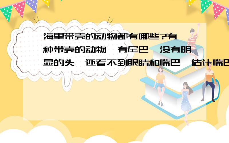 海里带壳的动物都有哪些?有一种带壳的动物,有尾巴,没有明显的头,还看不到眼睛和嘴巴,估计嘴巴在壳的下下方,这是海里的什么动物,我查过了不是别人说的蚝.谁能告诉我是什么