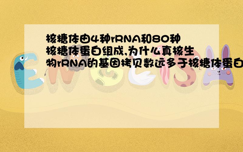 核糖体由4种rRNA和80种核糖体蛋白组成,为什么真核生物rRNA的基因拷贝数远多于核糖体蛋白的基因?