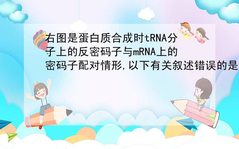 右图是蛋白质合成时tRNA分子上的反密码子与mRNA上的密码子配对情形,以下有关叙述错误的是：A．tRNA上结合氨基酸分子的部位为甲端B．图中戊处上下链中间的化学键表示氢键C．与此tRNA反密