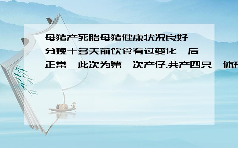 母猪产死胎母猪健康状况良好,分娩十多天前饮食有过变化,后正常,此次为第一次产仔.共产四只,体形都较大且正常,有三只产下即死亡,一只四肢连续的发抖,不会叫,不会爬,吃奶都没力气.向高