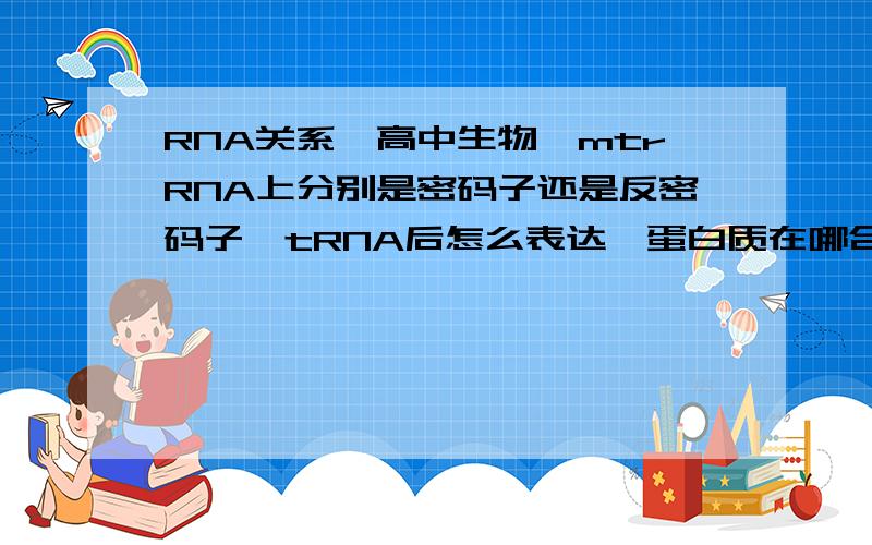 RNA关系,高中生物,mtrRNA上分别是密码子还是反密码子,tRNA后怎么表达,蛋白质在哪合成,t与r什么关系