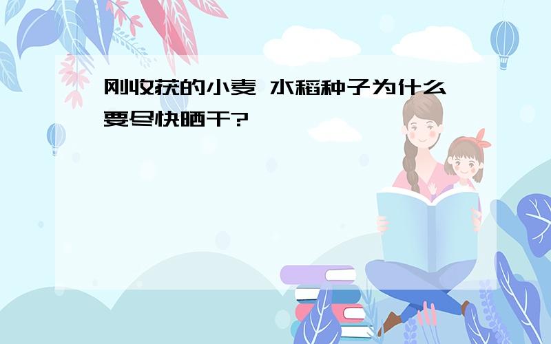 刚收获的小麦 水稻种子为什么要尽快晒干?