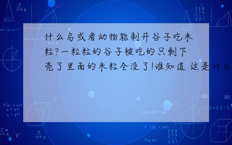 什么鸟或者动物能剥开谷子吃米粒?一粒粒的谷子被吃的只剩下壳了里面的米粒全没了!谁知道 这是什么动物?