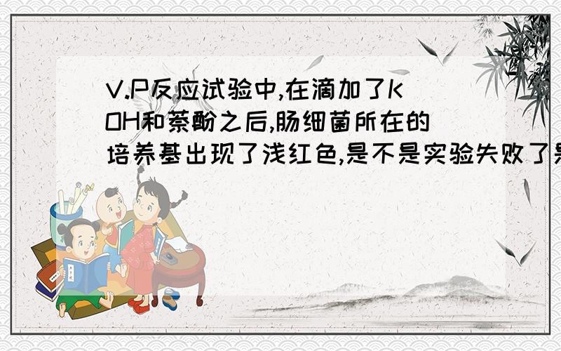 V.P反应试验中,在滴加了KOH和萘酚之后,肠细菌所在的培养基出现了浅红色,是不是实验失败了是实验失败了吗?失败在哪里呢?为什么会有浅红色呢?是不是有其他的微量的细菌让该培养基呈现阳