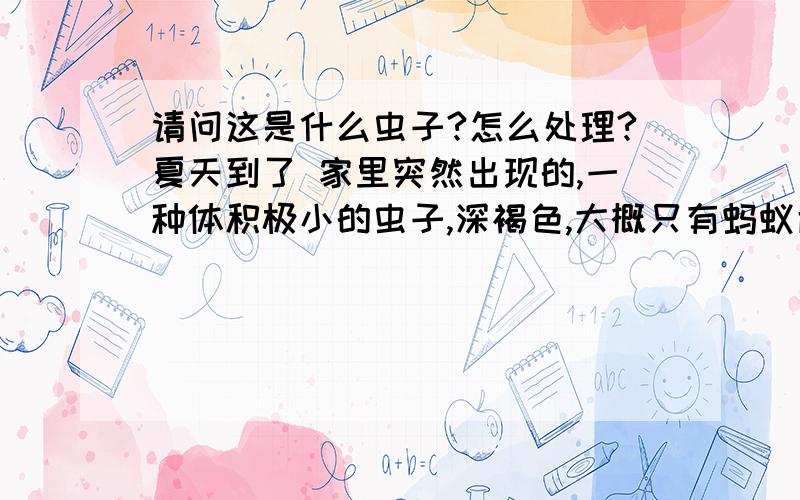 请问这是什么虫子?怎么处理?夏天到了 家里突然出现的,一种体积极小的虫子,深褐色,大概只有蚂蚁腹部大小,非常小,具体观察不清,体积太小,看不清楚,捏到过,捏死蚂蚁的力气捏不死~貌似还有