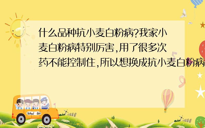 什么品种抗小麦白粉病?我家小麦白粉病特别厉害,用了很多次药不能控制住,所以想换成抗小麦白粉病的品种.