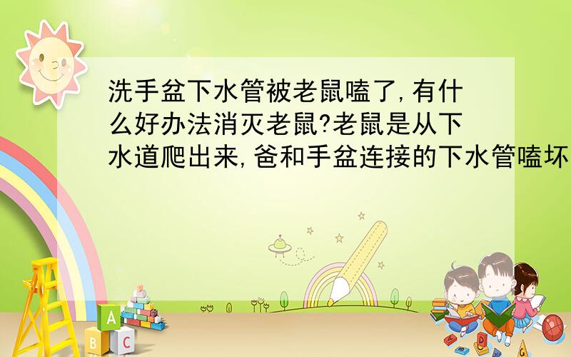 洗手盆下水管被老鼠嗑了,有什么好办法消灭老鼠?老鼠是从下水道爬出来,爸和手盆连接的下水管嗑坏了.下了药,没效果.