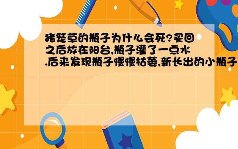 猪笼草的瓶子为什么会死?买回之后放在阳台,瓶子灌了一点水.后来发现瓶子慢慢枯萎,新长出的小瓶子也一但是新长的瓶子,没灌水,长到6CM左右,就开始枯萎,为什么呢?