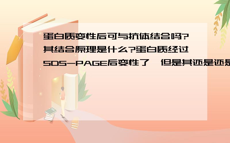 蛋白质变性后可与抗体结合吗?其结合原理是什么?蛋白质经过SDS-PAGE后变性了,但是其还是还是可以用抗体来检测,这是为什么呢?