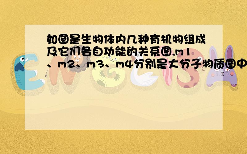 如图是生物体内几种有机物组成及它们各自功能的关系图,m1、m2、m3、m4分别是大分子物质图中①代表的化学元素一定有___②代表的元素一定有____第一个答案是N  第二个是N、P为什么啊.