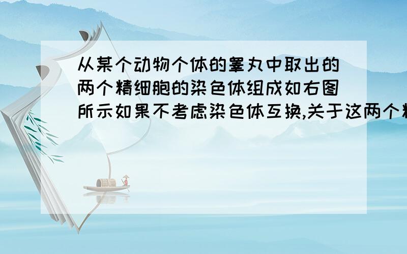 从某个动物个体的睾丸中取出的两个精细胞的染色体组成如右图所示如果不考虑染色体互换,关于这两个精细胞的来源不可能的是A 来自一个精原细胞B 来自一个初级精母细胞C 来自两个初级精