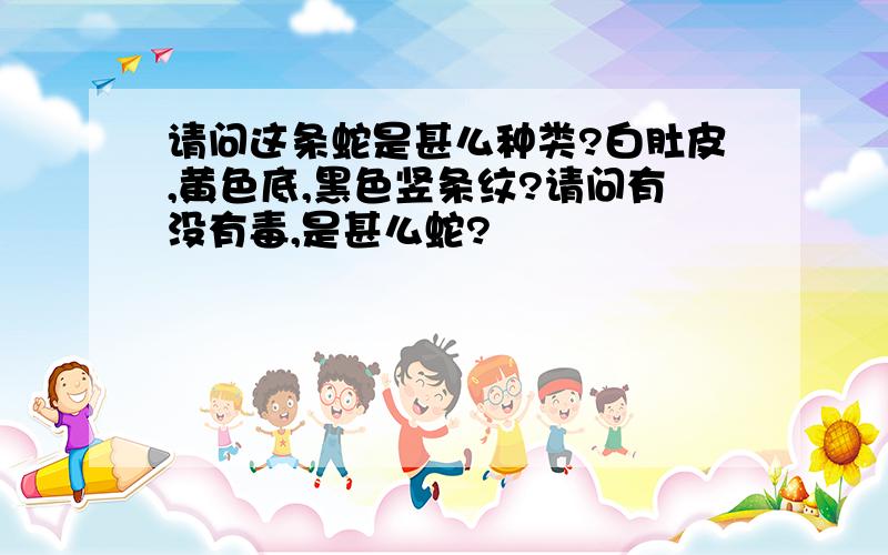 请问这条蛇是甚么种类?白肚皮,黄色底,黑色竖条纹?请问有没有毒,是甚么蛇?