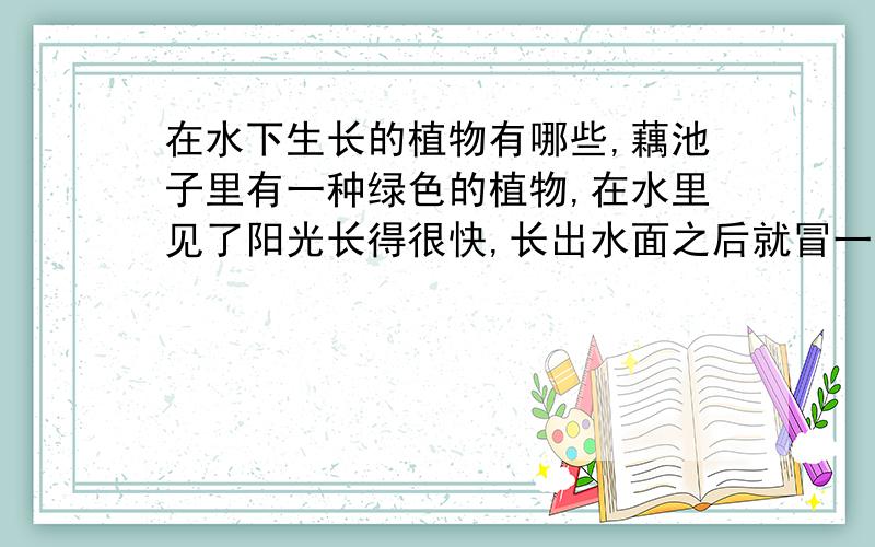 在水下生长的植物有哪些,藕池子里有一种绿色的植物,在水里见了阳光长得很快,长出水面之后就冒一些水泡泡绿色的.我也不知道是什么植物,绿绿的捞起来软绵绵的,细细的,