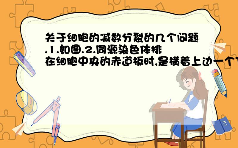 关于细胞的减数分裂的几个问题.1.如图.2.同源染色体排在细胞中央的赤道板时,是横着上边一个下边一个,还是无所谓怎么排?3.减数第二次,细胞内的染色体数是不是应该是单数?4.同源染色体没