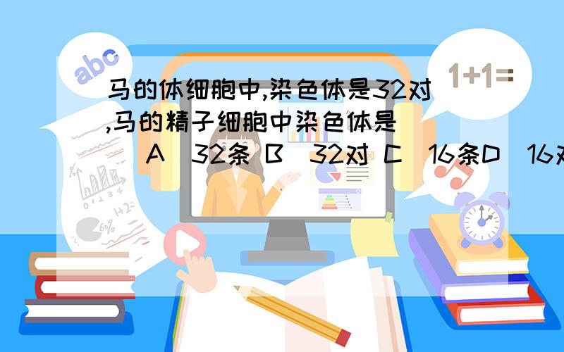 马的体细胞中,染色体是32对,马的精子细胞中染色体是( ) A．32条 B．32对 C．16条D．16对 为什么?