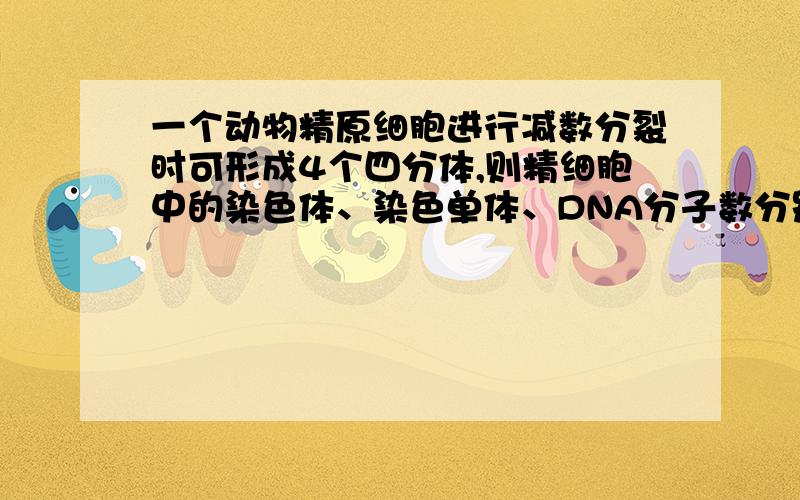 一个动物精原细胞进行减数分裂时可形成4个四分体,则精细胞中的染色体、染色单体、DNA分子数分别是多少A4,8,8,B2,4,8,C8,16,16,D8,0,4,我在其他网上看到答案是4,0,4哪个是对的?