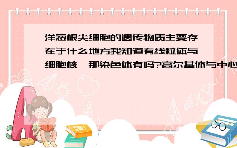 洋葱根尖细胞的遗传物质主要存在于什么地方我知道有线粒体与细胞核,那染色体有吗?高尔基体与中心粒呢?